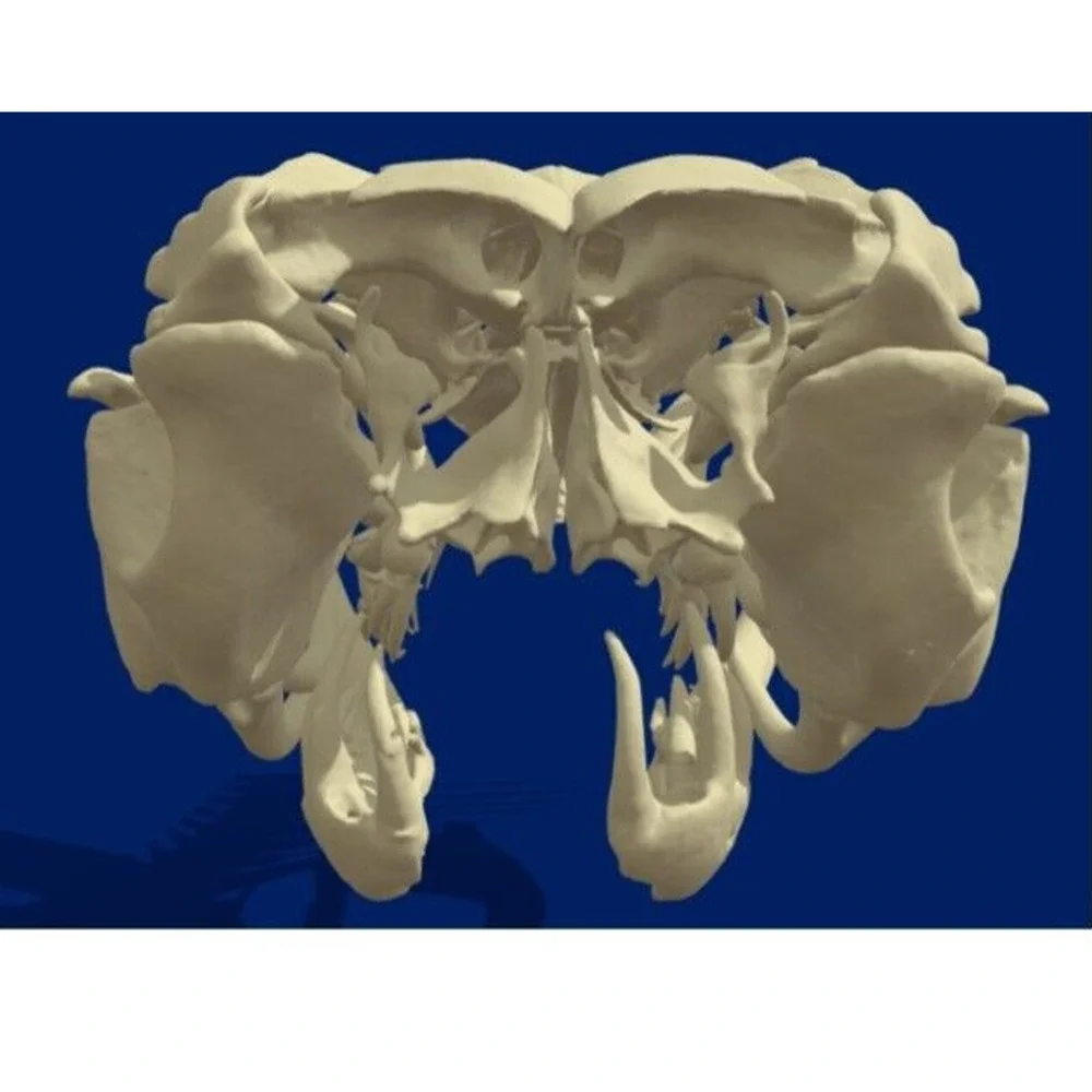Western Diamondback Rattlesnake Snake Skull Puzzle 34pc FANGS SPECIMEN SK22
